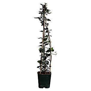Pflanzen-Mix Kletterpflanzen (Parthenocissus quinquefolia, hedera helix, Hydrangea petiolaris, Topfgröße: 3 l)