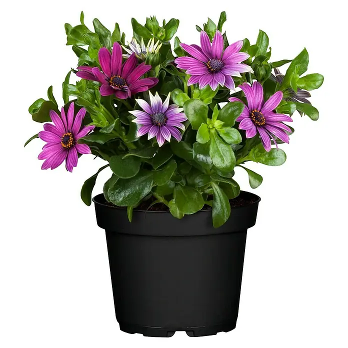 Osteospermum - Osteospermum, Tamaño de maceta: 12 cm, En función de la variedad - Macetas de margaritas púrpuras con exuberante follaje verde en un recipiente negro, perfecto para agregar color en interiores o exteriores.