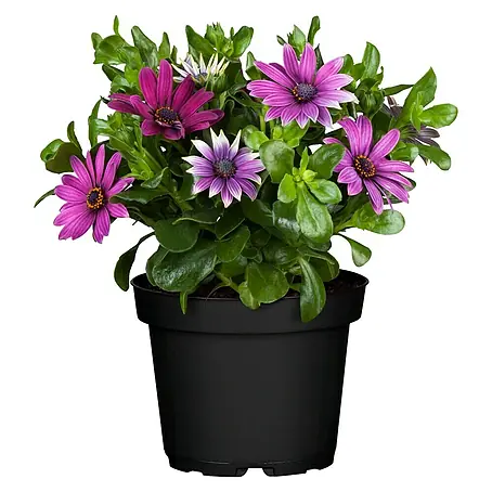 Piardino  Osteospermum