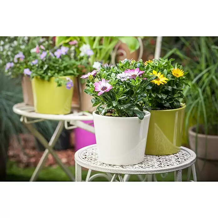 Piardino Osteospermum - Osteospermum ecklonis, Tamaño de maceta: 13 cm, En función de la variedad - Plantas de flor en maceta de colores, incluyendo morado y amarillo, exhibidas en soportes de metal blanco ornamentados.