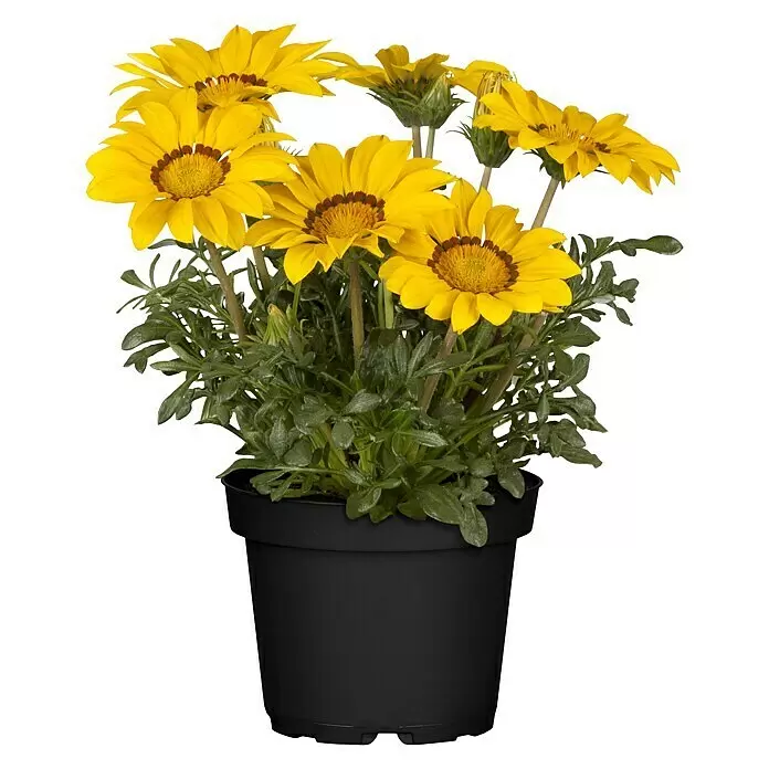Piardino GazaniaGazania, Topfgröße: 13 cm, Gelb, Orange