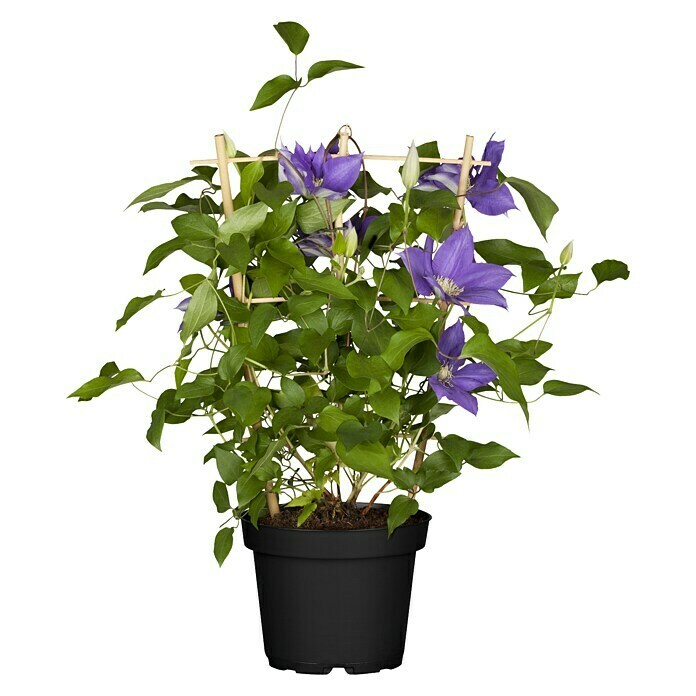 Piardino WaldrebeClematis Hybride, Topfgröße: 15 cm, Blau Front View