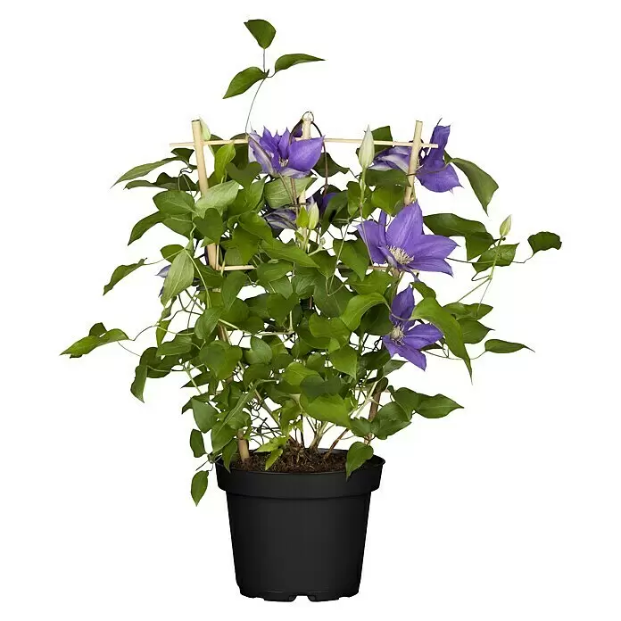 Piardino Waldrebe - Clematis Hybride, Topfgröße: 15 cm, Blau - Topf-Waldrebe mit violetten Blüten, grünen Blättern und Holzrankgitter im schwarzen Topf.