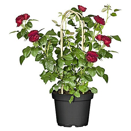 Piardino Topfrose (Rosa Hybride, Topfgröße: 22 cm)