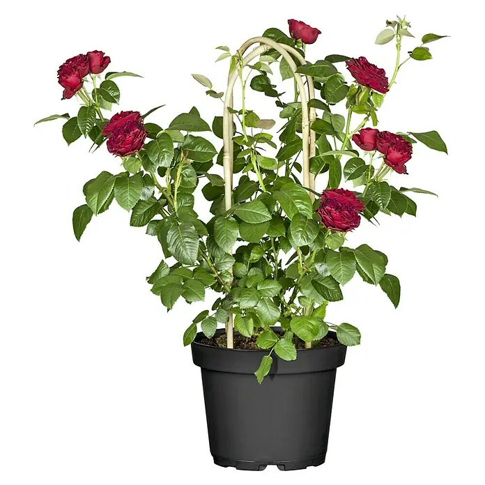 Piardino Topfrose - Rosa Hybride verschiedene Sorten, Topfgröße: 22 cm - Eine Topfrose mit einer Kletterhilfe aus Bambus, auf der die roten Rosen und grünen Blätter schön zur Geltung kommen.