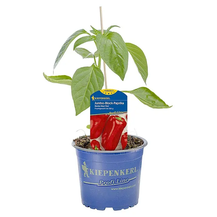 Kiepenkerl Paprika Benita - Capsicum annuum, Topfgröße: 10,5 cm, Erntezeit: August - Eine Jumbo-Block-Paprika 'Benita Maxi Red' Pflanze von Kiepenkerl in einem blauen Topf, mit einem Fruchtgewicht bis zu 350g.