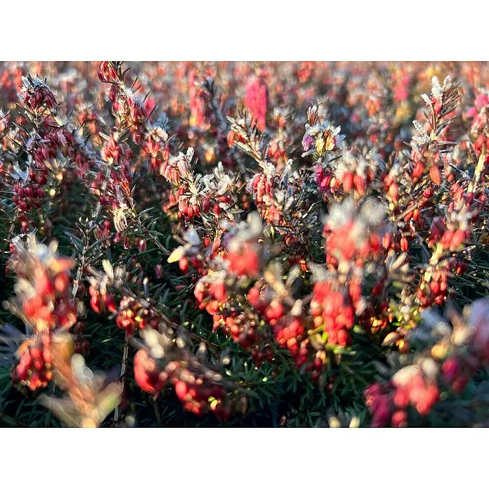 Piardino Winterheide - Erica carnea 'Winter Ladies', Topfgröße: 13 cm, Rosa - Nahaufnahme von Heidekraut im Winter. Die roten Blüten sind mit einer dünnen Schicht aus Reif bedeckt.