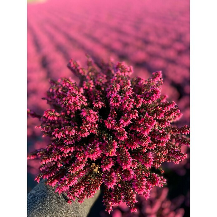 Piardino Winterheide (Erica carnea 'Winter Ladies', Topfgröße: 13 cm, Rosa) | BAUHAUS