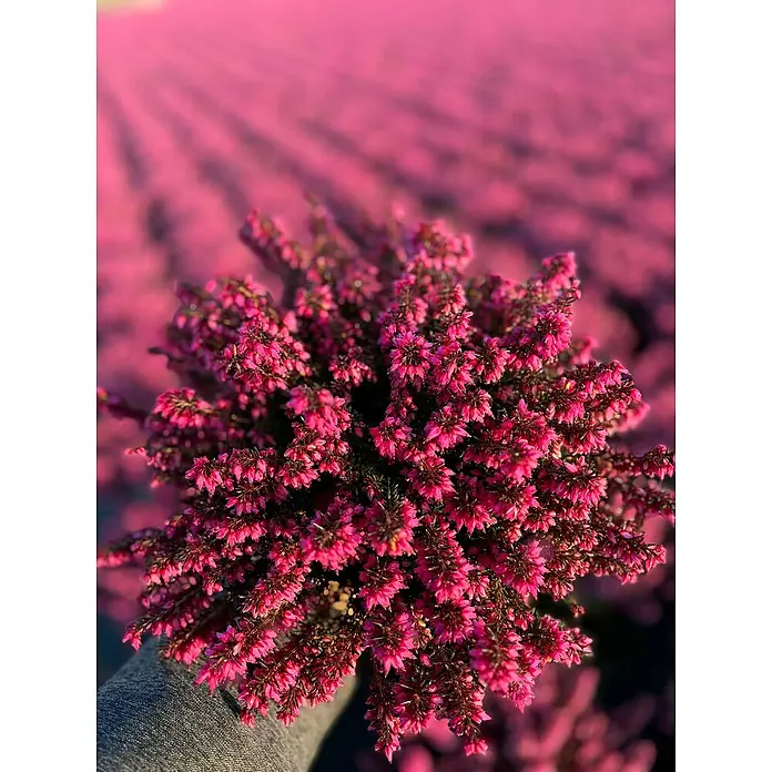 Piardino Winterheide - Erica carnea 'Winter Ladies', Topfgröße: 13 cm, Rosa - Nahaufnahme von Heidekrautblüten in leuchtendem Rosa, die eine üppige Textur und Farbintensität zeigen.