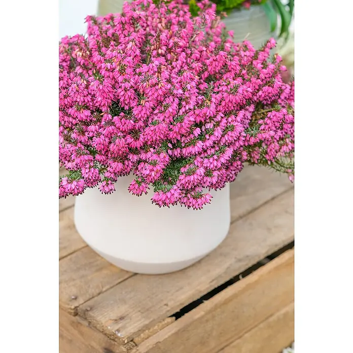Piardino Winterheide - Erica carnea 'Winter Ladies', Topfgröße: 13 cm, Rosa - Blühende Erika-Pflanze mit leuchtend pinkfarbenen Blüten in einem eleganten, weißen Topf auf rustikalem Holzuntergrund.