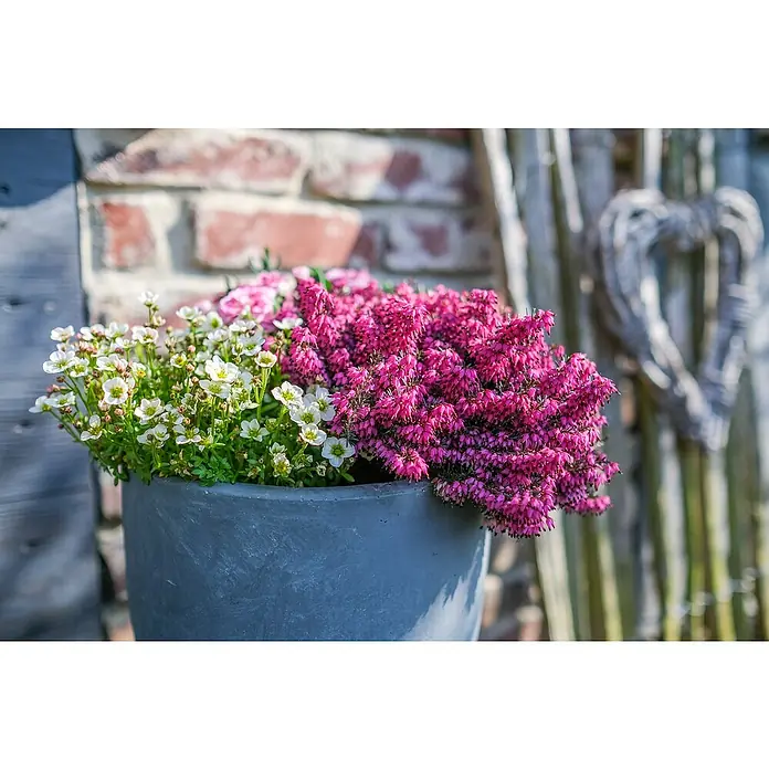 Piardino Winterheide - Erica carnea 'Winter Ladies', Topfgröße: 13 cm, Rosa - Nahaufnahme eines grauen Topfes mit weiß-grünen und pinkfarbenen Blüten vor einer Backsteinmauer und einem dekorativen Herz.