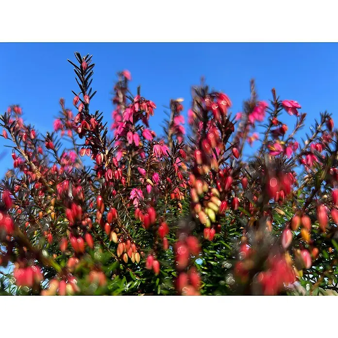 Piardino Winterheide - Erica carnea 'Winter Ladies', Topfgröße: 13 cm, Rosa - Nahaufnahme von blühenden Heidekrautpflanzen unter einem strahlend blauen Himmel, die rote und rosa Blütenstände zeigen.