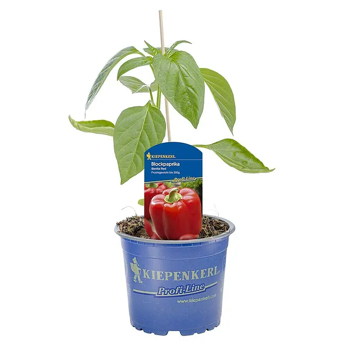 Kiepenkerl Paprika Benita - Capsicum annuum, Topfgröße: 10,5 cm, Erntezeit: August - Pflanzenfoto von Kiepenkerl Blockpaprika Bonita Red.