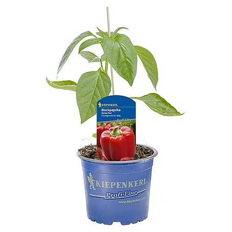Kiepenkerl  Paprika Benita