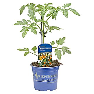 Strauchtomate  Orange Pflaumencherrytomate (Solanum lycopersicum, Topfgröße: 10,5 cm, Erntezeit: Juli)