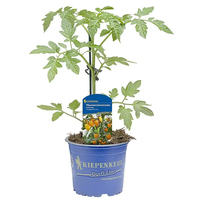 Strauchtomate Orange Pflaumencherrytomate - Solanum lycopersicum, Topfgröße: 10,5 cm, Erntezeit: Juli - Pflaumencherrytomate im Topf von Kiepenkerl Profi-Line. Junge Tomatenpflanze mit grünen Blättern, bereit zum Einpflanzen.