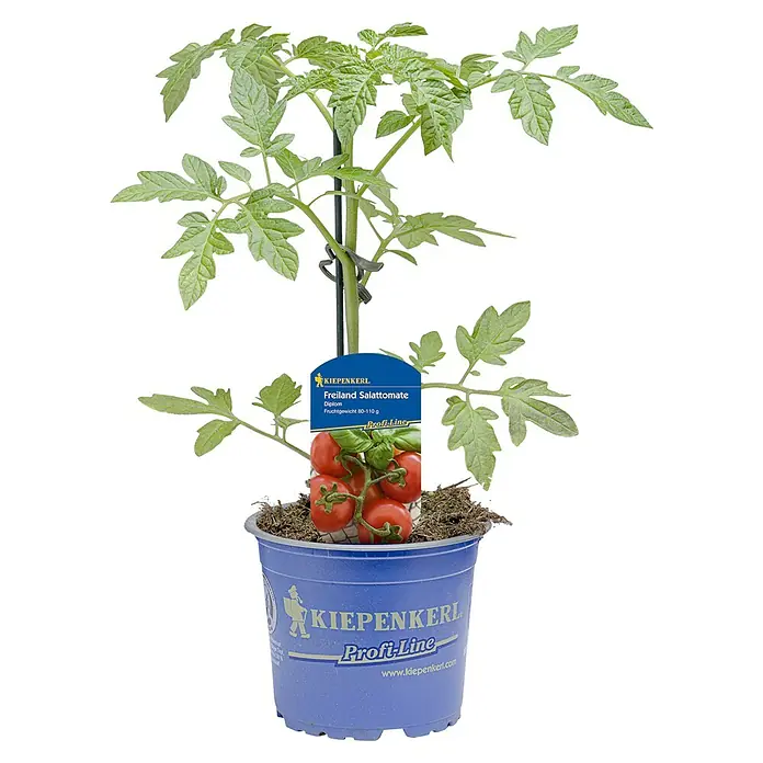 Kiepenkerl Tomate Gourmelito - Solanum lycopersicum "Gourmelito", 11 cm, Erntezeit: Juli - Eine Freiland-Salattomatenpflanze der Marke Kiepenkerl in einem blauen Topf mit üppigem Grün. Ideal für den eigenen Garten.