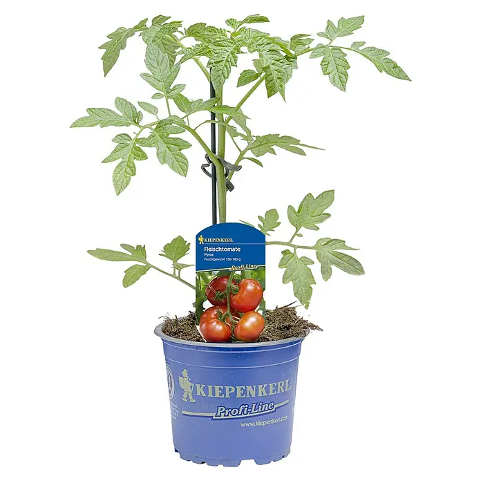 Fleischtomate Pyros - Solanum lycopersicum, Topfgröße: 10,5 cm, Erntezeit: Juni - Fleischtomaten-Jungpflanze der Sorte 'Pyros' von Kiepenkerl, ideal für den eigenen Anbau und köstliche, große Tomaten.