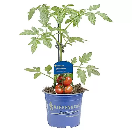 Fleischtomate Pyros