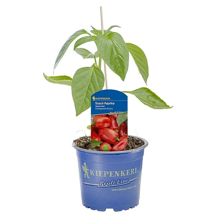 Kiepenkerl Paprika Salma Red - Capsicum annuum, 10,5 cm, Erntezeit: August - Abbildung einer Snack-Paprika "Salma Red" Pflanze der Marke Kiepenkerl in einem blauen Topf.