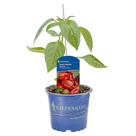 Kiepenkerl  Paprika Salma Red