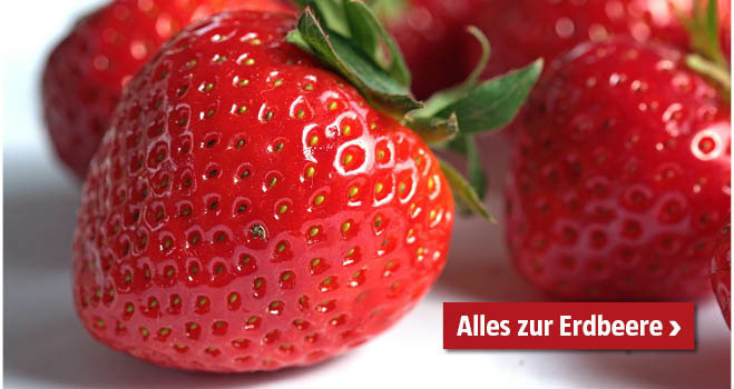 Erdbeersorten Vergleich