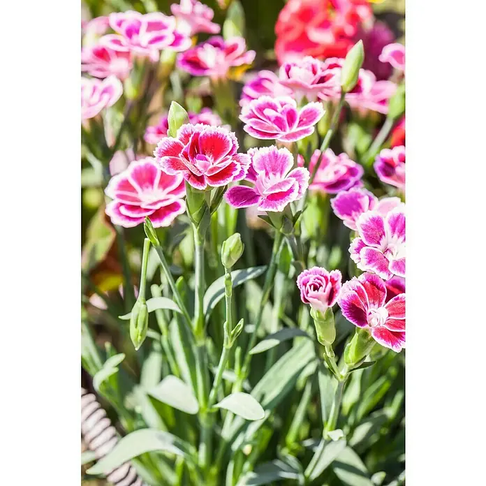 Piardino Gartennelke Pink KissesDianthus caryophyllus, Topfgröße: 10 cm, Lila/Weiß - Nahaufnahme von roten und weißen Nelkenblüten mit grünen Stielen und Blättern, die ihre filigrane Schönheit und leuchtenden Farben hervorheben.