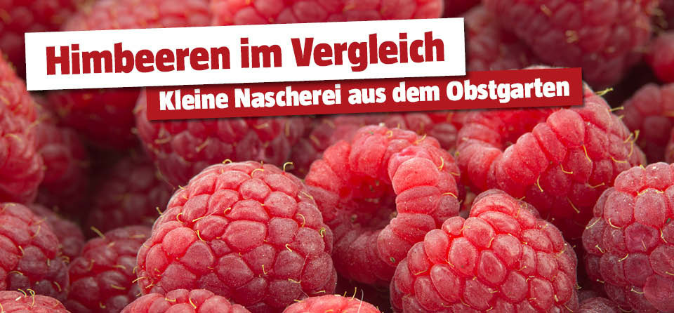 Himbeersorten im Vergleich