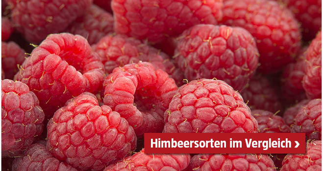 Himbeeresorten