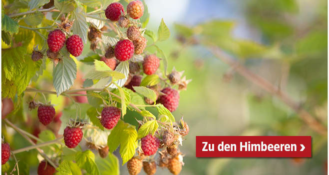 Himbeeren