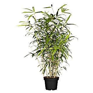 Piardino Bambus (Pseudosasa japonica Metake, Topfgröße: 26 cm, Aktuelle Wuchshöhe: 125 cm - 150 cm)