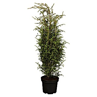 Piardino Wacholder Pyramide (Juniperus communis 'Hibernica', Topfgröße: 24 cm, Aktuelle Wuchshöhe: 80 cm - 100 cm)