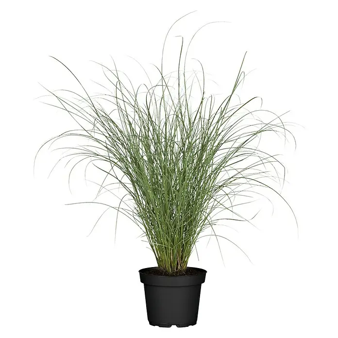 Piardino Ziergräser - Poaceae in Arten & Sorten, Topfvolumen: 5 l - Ein Ziergras im schwarzen Topf, das mit seinen feinen Halmen eine elegante Note in jeden Raum bringt. Perfekt für moderne Innenräume.