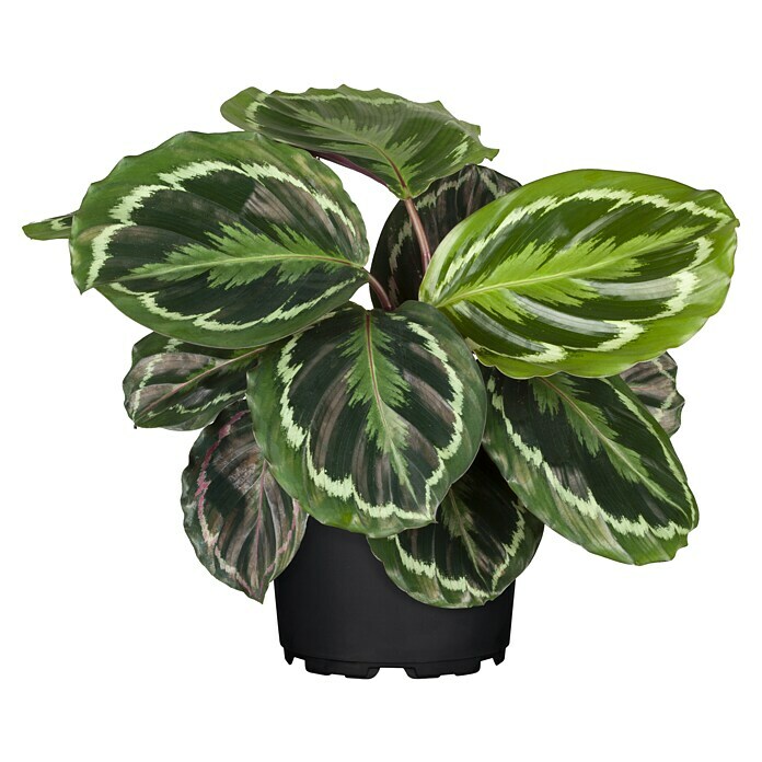 Piardino Korbmarante (Calathea Hybriden, Topfgröße: 14 cm) | BAUHAUS