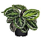 Piardino Korbmarante (Calathea Hybriden, Topfgröße: 14 cm) | BAUHAUS