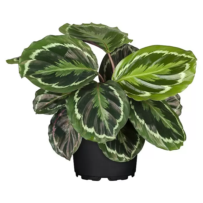Piardino Korbmarante - Calathea Hybriden, Topfgröße: 14 cm - Lebendige Calathea roseopicta Zimmerpflanze mit gemusterten grünen Blättern in einem einfachen schwarzen Topf.