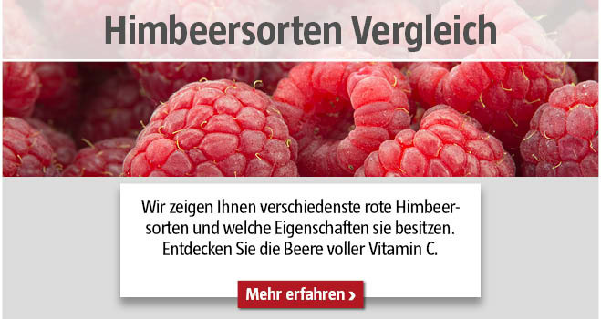 Himbeersorten Vergleich
