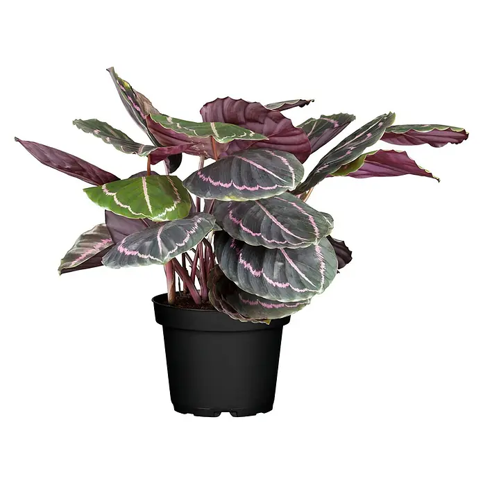 Piardino Korbmarante - Calathea roseapicta, Topfgröße: 14 cm - Die Calathea ornata 'Roseopicta' ist eine Zimmerpflanze mit auffälligen, rosa gestreiften Blättern und einem dunklen, fast schwarzen Hintergrund im schwarzen Topf.