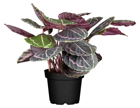 Piardino Korbmarante - Calathea roseapicta, Topfgre: 14 cm online kaufen  bei BAUHAUS