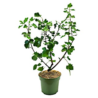 Piardino Bio Jostabeere (Ribes x nidigrolaria, Erntezeit: Juli, 3 l)