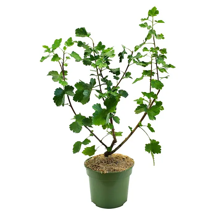Piardino Bio JostabeereRibes x nidigrolaria, Erntezeit: Juli, 3 l