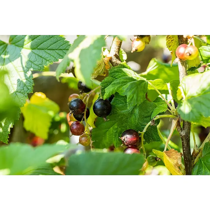Piardino Bio JostabeereRibes x nidigrolaria, Erntezeit: Juli, 3 l - Nahaufnahme von schwarzen Johannisbeeren, die an einem Strauch inmitten grüner Blätter und sonnenbeschienener Äste hängen.