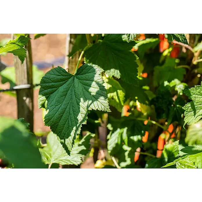 Jostabeere Bio - Ribes nidigrolaria, Topfvolumen: 5 l, Erntezeit: Juli - Nahaufnahme eines Blattes mit gezacktem Rand und hervortretenden Adern vor einem sonnigen, unscharfen Hintergrund.