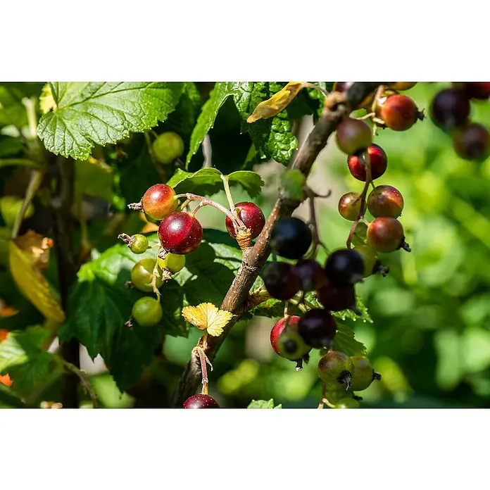Piardino Bio JostabeereRibes x nidigrolaria, Erntezeit: Juli, 3 l - Nahaufnahme von Johannisbeerenbüsche mit roten, grünen und schwarzen Früchten, die an den Zweigen hängen und zum Ernten bereit sind.