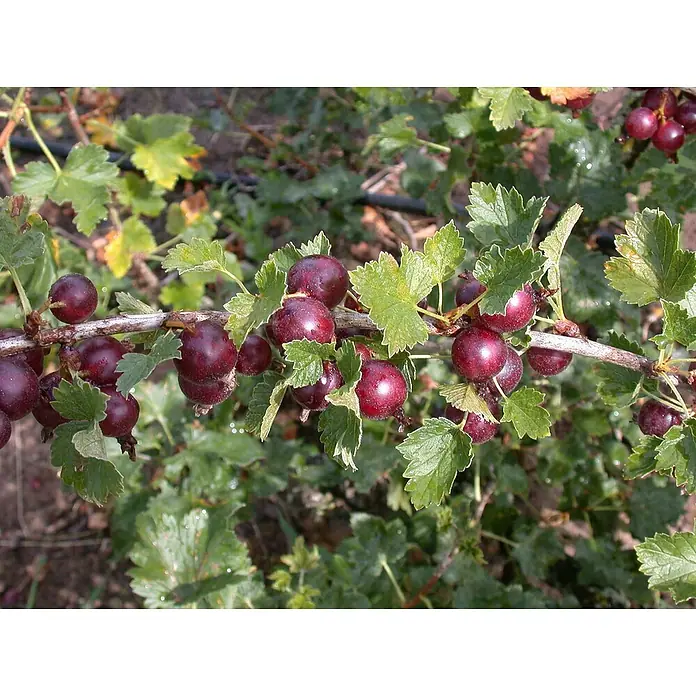 Piardino Bio Jostabeere - Ribes x nidigrolaria, Erntezeit: Juli, 3 l - Nahaufnahme von reifen Jostabeeren, die an einem Zweig mit grünen Blättern hängen, eine köstliche und gesunde Gartenernte.
