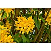 Rhododendron (Rhododendron luteum, Topfvolumen: 5 l, Gelb) | BAUHAUS