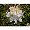 Rhododendron (Rhododendron luteum, Topfvolumen: 5 l, Gelb) | BAUHAUS