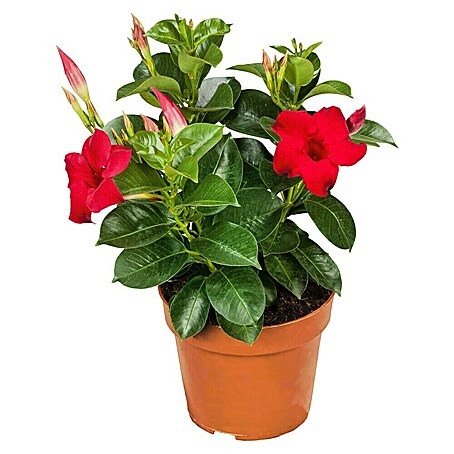 Piardino Dipladenia Summer Star (Dipladenia sanderi, Topfgröße: 11 cm, in Sorten gemischt)