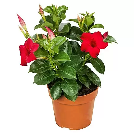 Piardino  Dipladenia
