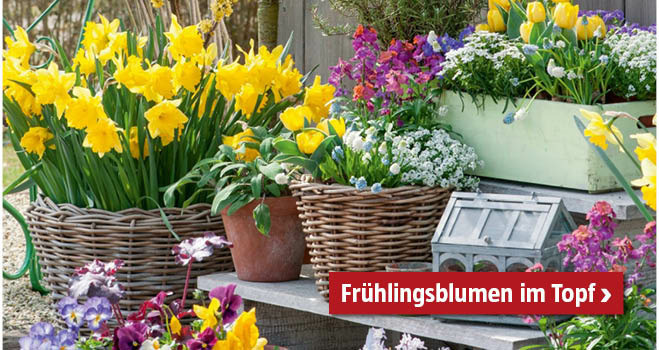 Frühlingsblumen im Topf